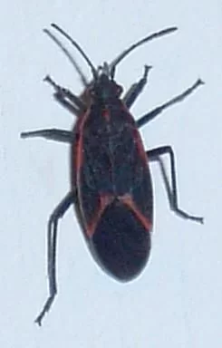 [Hearth.com] Wood bug ID