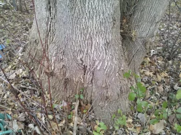 [Hearth.com] What wood & trees are these