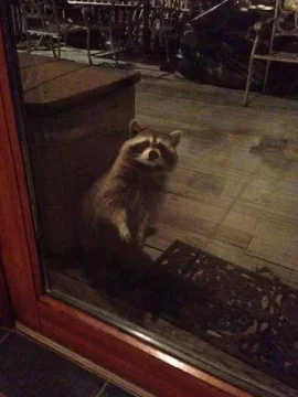 [Hearth.com] Racoon in my wood pile