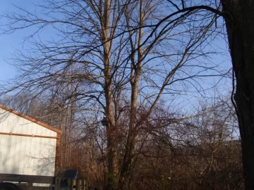 [Hearth.com] Pro Tree trimmers/surgens, cost,Est. to bring down trees ??