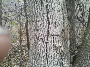 [Hearth.com] Pro Tree trimmers/surgens, cost,Est. to bring down trees ??