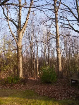 [Hearth.com] Pro Tree trimmers/surgens, cost,Est. to bring down trees ??