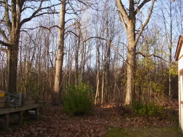 [Hearth.com] Pro Tree trimmers/surgens, cost,Est. to bring down trees ??