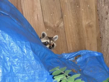 [Hearth.com] Racoon in my wood pile