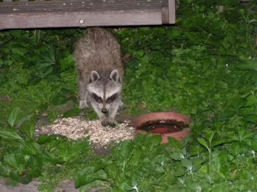 [Hearth.com] Racoon in my wood pile