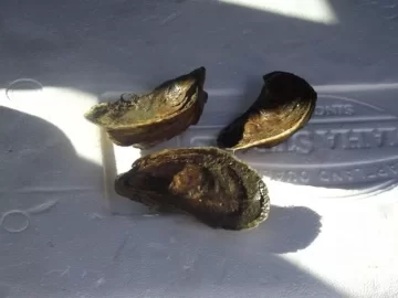 [Hearth.com] Wood Potpurri (and oysters). pic heavy