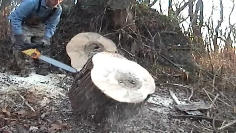 [Hearth.com] Bucking Silver Maple