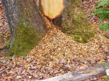 [Hearth.com] Pine or Moose?