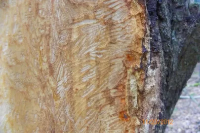 [Hearth.com] Pine or Moose?