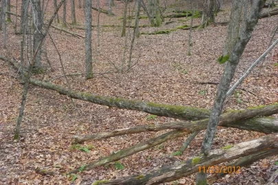 [Hearth.com] Sugar Maple?