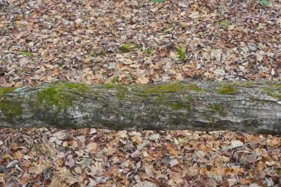 [Hearth.com] Sugar Maple?