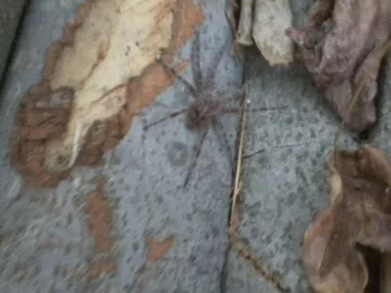 [Hearth.com] Pennsylvania Fishing Spider
