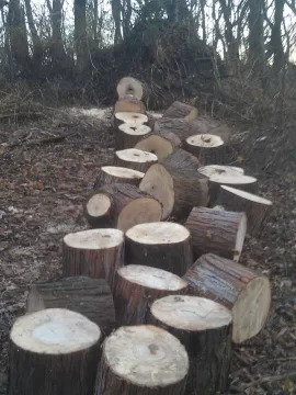 [Hearth.com] Bucking Silver Maple