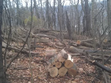 [Hearth.com] Bucking Silver Maple