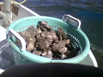 [Hearth.com] Wood Potpurri (and oysters). pic heavy