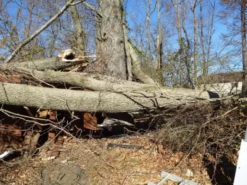 [Hearth.com] Need 3 Tree's Identified to get even with them