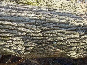 [Hearth.com] Need 3 Tree's Identified to get even with them