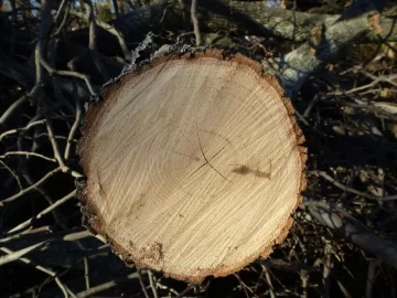 [Hearth.com] Need 3 Tree's Identified to get even with them