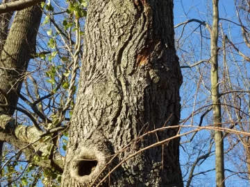 [Hearth.com] Need 3 Tree's Identified to get even with them