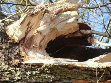 [Hearth.com] Need 3 Tree's Identified to get even with them