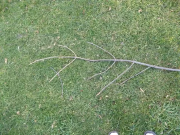 [Hearth.com] Need 3 Tree's Identified to get even with them