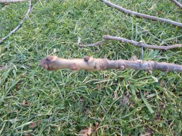 [Hearth.com] Need 3 Tree's Identified to get even with them