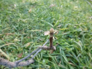 [Hearth.com] Need 3 Tree's Identified to get even with them