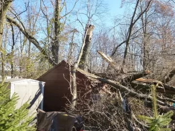 [Hearth.com] Need 3 Tree's Identified to get even with them
