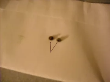 [Hearth.com] Moem Kitchen Sink Faucet broke. Buy it for looks buy if for.... what? ? ?