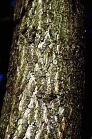 [Hearth.com] What kind of wood is this?