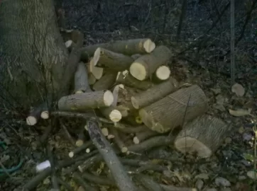 [Hearth.com] Pro Tree trimmers/surgens, cost,Est. to bring down trees ??