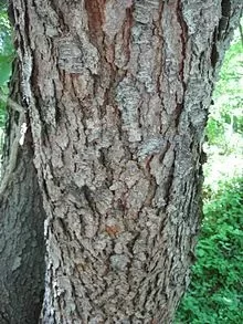 [Hearth.com] What kind of wood is this?