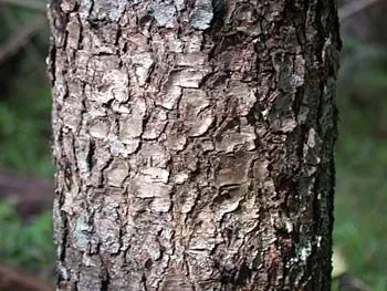 [Hearth.com] What kind of wood is this?
