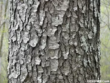 [Hearth.com] What kind of wood is this?