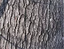 [Hearth.com] What kind of wood is this?