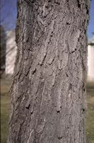 [Hearth.com] What kind of wood is this?