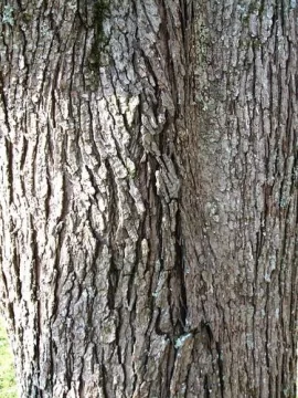 [Hearth.com] What kind of wood is this?