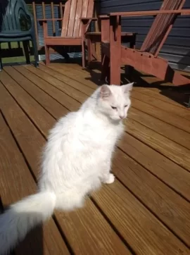 [Hearth.com] Meet "Boo"