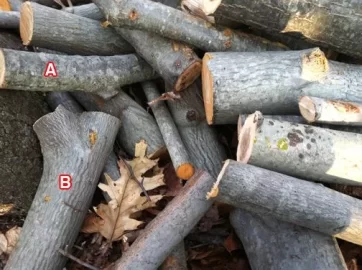 [Hearth.com] Help with wood id