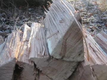 [Hearth.com] Started Cutting and Hauling