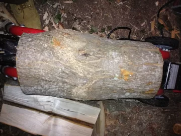[Hearth.com] Can anyone ID this tree/wood?