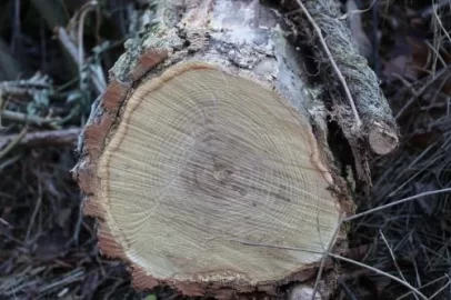 [Hearth.com] Firewood ID (pic)