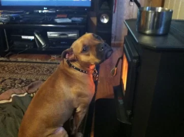 [Hearth.com] Dog Singes Tail!
