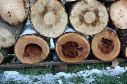 [Hearth.com] Wood ID and questions...