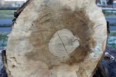 [Hearth.com] Wood ID and questions...