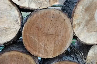[Hearth.com] Wood ID and questions...
