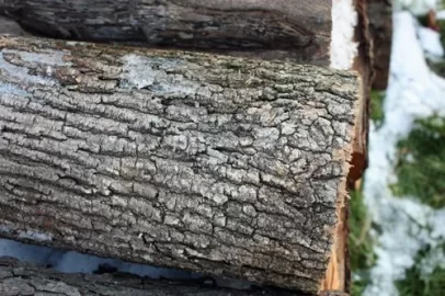 [Hearth.com] Wood ID and questions...