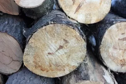 [Hearth.com] Wood ID and questions...