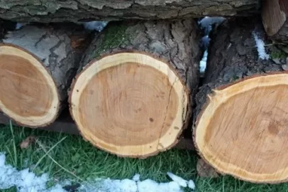 [Hearth.com] Wood ID and questions...