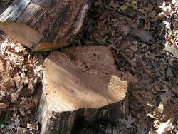 24 in. red oak stump.JPG